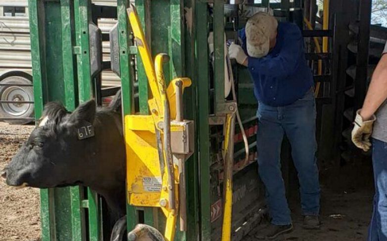 Skt News Article April 2020 Featured Image Bluestem Vet Clinic