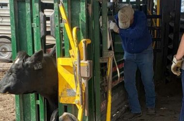 Skt News Article April 2020 Featured Image Bluestem Vet Clinic