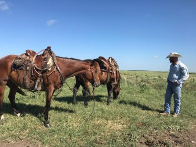 Skt News Article July 2020 Featured Image Rosalia Ranch Horses