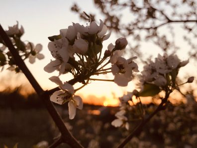 Autumn Eilerts Full Bloom