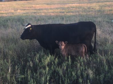 Babette Russell Bar Lazy R Dexter Ranch Cow Calf Pair