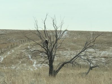 Carol Drescher Lone Hunter