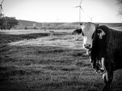 Denise Liebau Big Man 2128