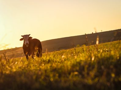 Denise Liebau Keeper Of The Flint Hills