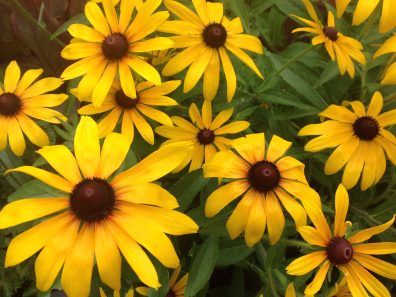 Jane Fry Summer Sunshine