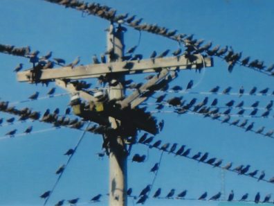 Janice Billiter The Party Line