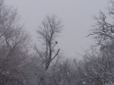 Lori Mattingly Bald Eagle Watching Over Grouse Creek