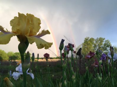 Sarah Eilerts Gold At The End Of The Rainbow