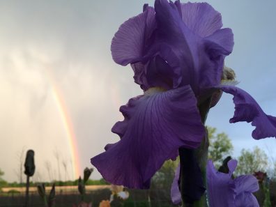 Sarah Eilerts Iris Spring