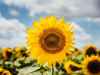 Amy Greene Sunflower And The Bee