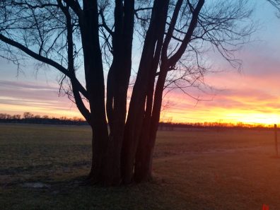 Diedra Woolery Looking Out My Back Door