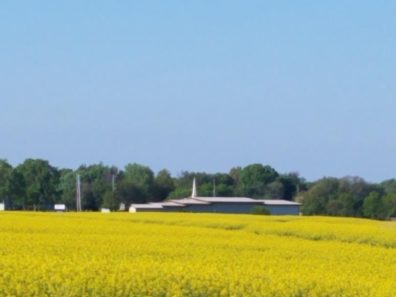Frances Nickels Canola Field And My Hometown Church