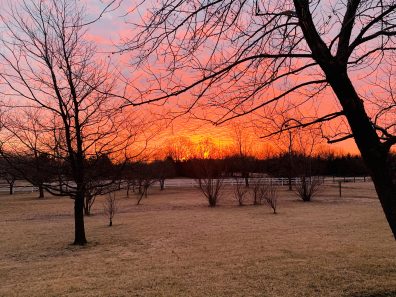 Kent Brown Sunrise Grove