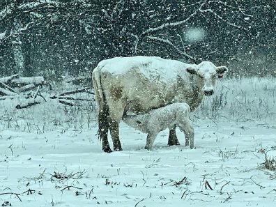 Tanya Dickerson Bitter Snowy Sweet