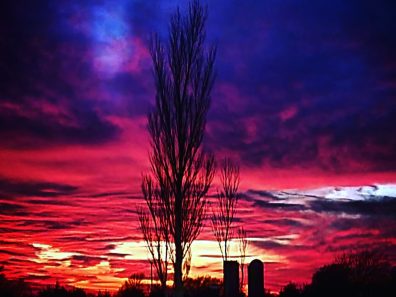 Tim Colborn Purple And Pink