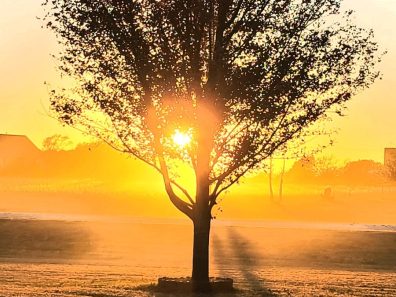 Tim Colborn Tree In Sun