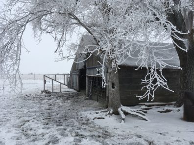 Wendy Bullard Winter Barn