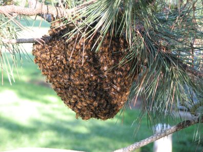 Beverly Woods Beehive1