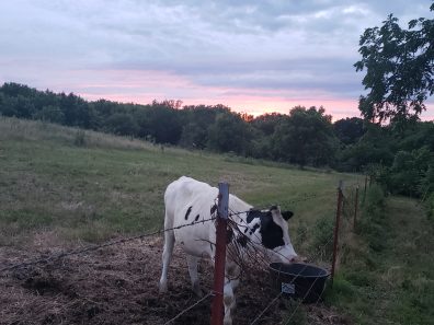 Carolyn F. Aaron Daisy Mae