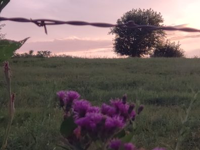 Carolyn F. Aaron Thistles