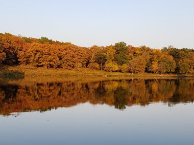Deanna Jones Fall Trees On The Lake