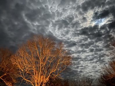 Donna Wunderlich Kansas Beauties