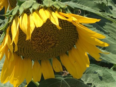 Donna Wunderlich Sunflower