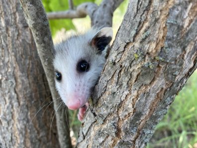 Janet Adamson Peek A Boo