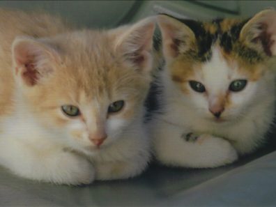 Janice Billiter Kittens