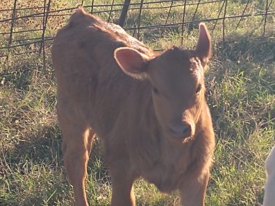 William Myers Baby Calf