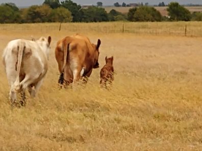 William Myers Cattle In Field