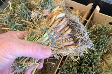 Skt News Article March 2020 Featured Image Clearwater Farm Garden2 Scaled 1.jpg