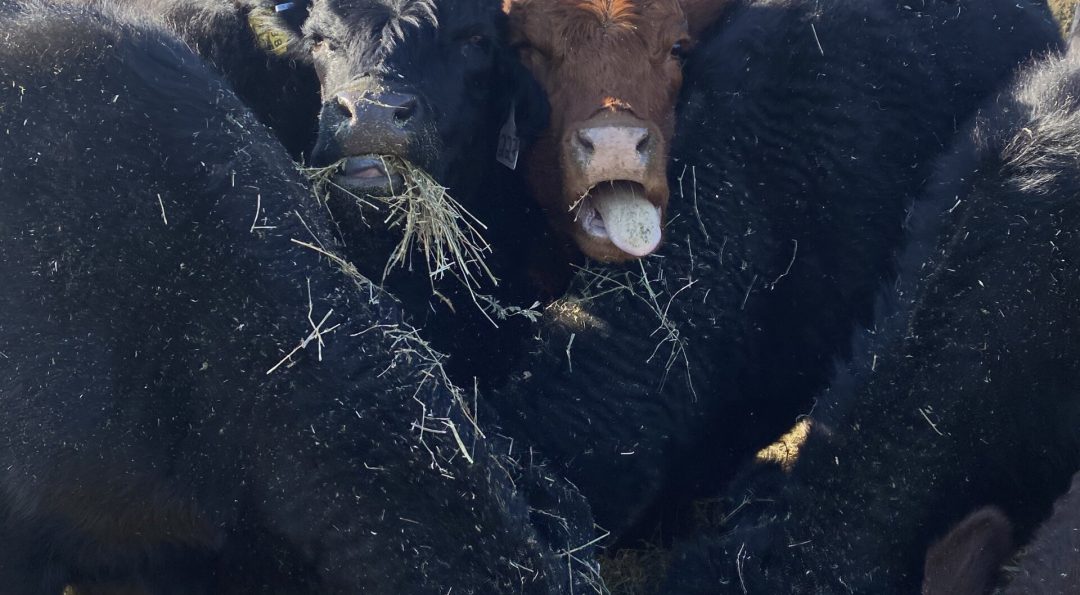 1 Renee Salzman Girls Night Out Scaled