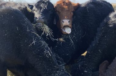 1 Renee Salzman Girls Night Out Scaled