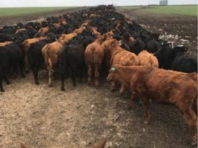 Skt News Article July 2020 Featured Image Rosalia Ranch Cattle 315×291 C