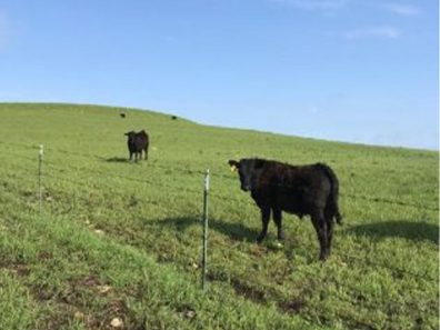 Skt News Article July 2020 Featured Image Rosalia Ranch Cattle Hill 315×291 C