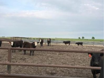 Skt News Article July 2020 Featured Image Rosalia Ranch Cattle In Lot 315×291 C