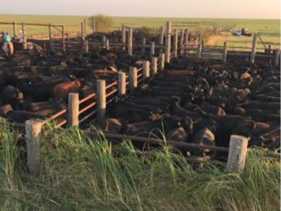 Skt News Article July 2020 Featured Image Rosalia Ranch Cattle2 315×291 C