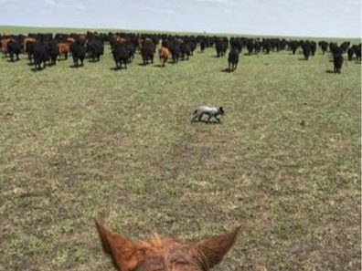 Skt News Article July 2020 Featured Image Rosalia Ranch Cow Dog 315×291 C