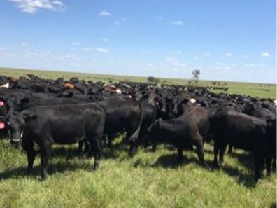 Skt News Article July 2020 Featured Image Rosalia Ranch Herd 315×291 C