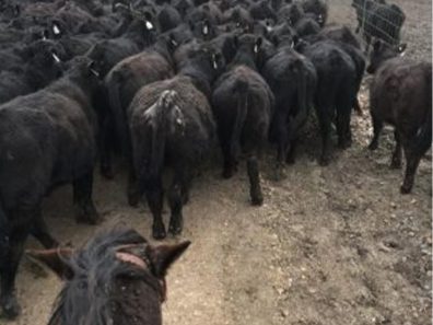 Skt News Article July 2020 Featured Image Rosalia Ranch Herding Cattle 315×291 C