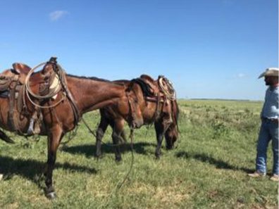 Skt News Article July 2020 Featured Image Rosalia Ranch Horses 315×291 C