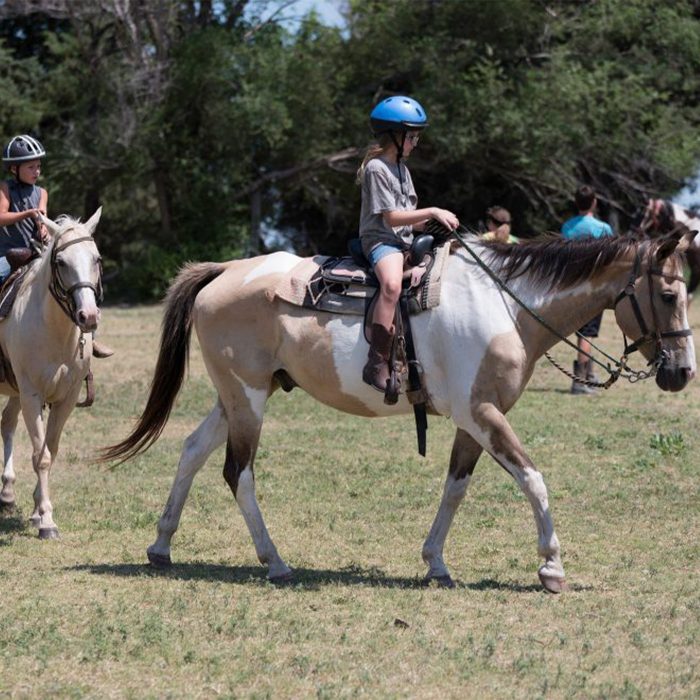 Skt News Article June 2020 Image Listing Large Camp Hyde Horse 754×660 C