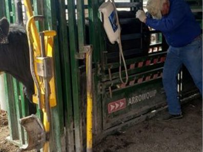 Lenington 1 315×291 C