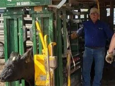 Lenington 3 315×291 C