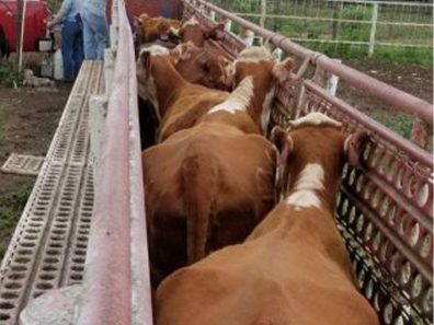 Lenington 5 315×291 C