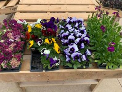 Skt News Article March 2020 Image Clearwater Farm Garden 13 315×291 C