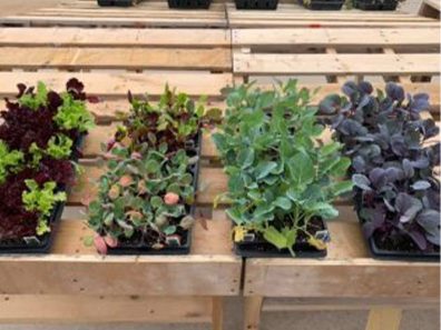 Skt News Article March 2020 Image Clearwater Farm Garden 15 315×291 C