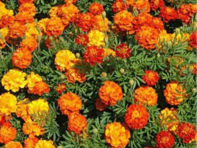 Skt News Article March 2020 Image Clearwater Farm Garden 16 315×291 C