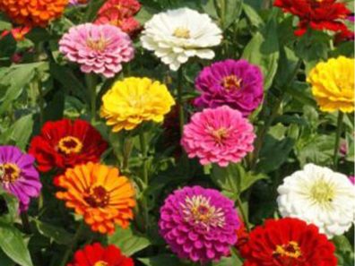 Skt News Article March 2020 Image Clearwater Farm Garden 18 315×291 C